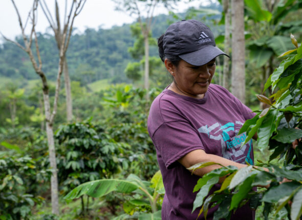 9. Renovando nuestro cafetal (1) (1)