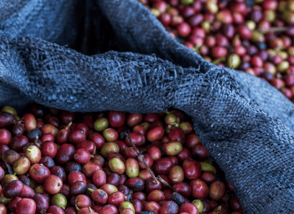 Curso - Postcosecha (1)