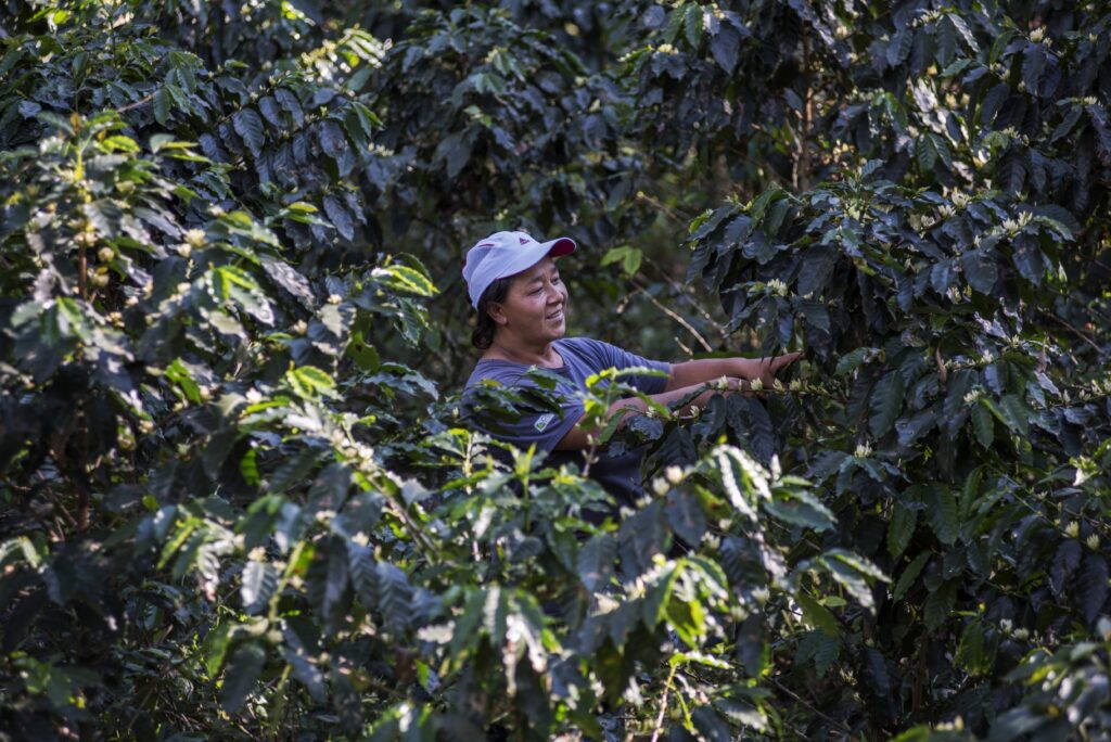 109_Soritor-San-Martin_Cafe-Solidaridad_2016