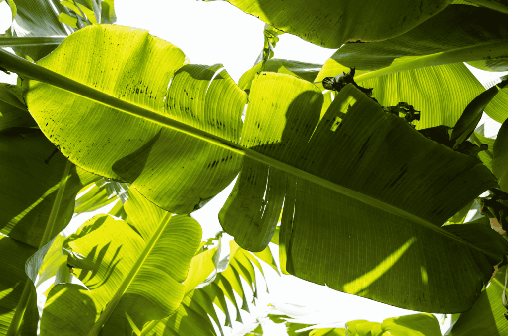 Banano Biblioteca (1)