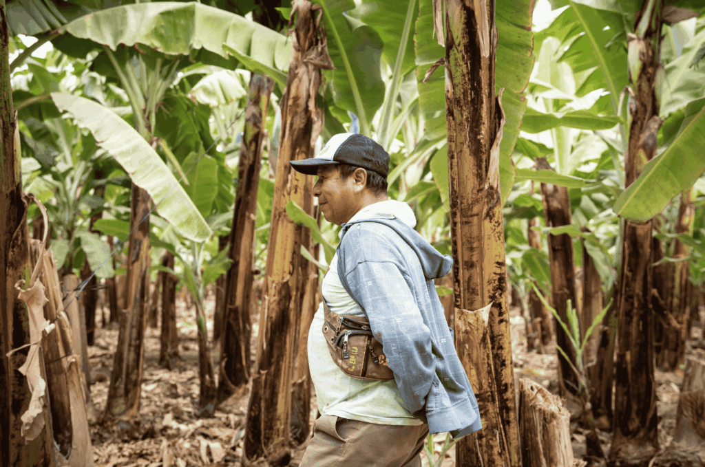 Banano Biblioteca (6)