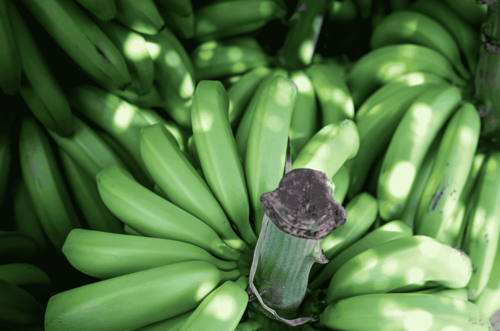 Banano Biblioteca (7)