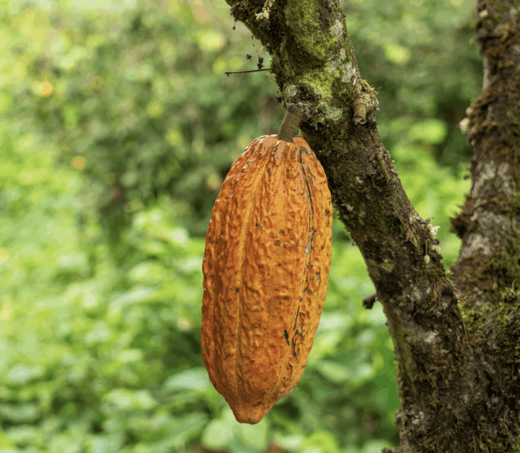 Cacao (1)