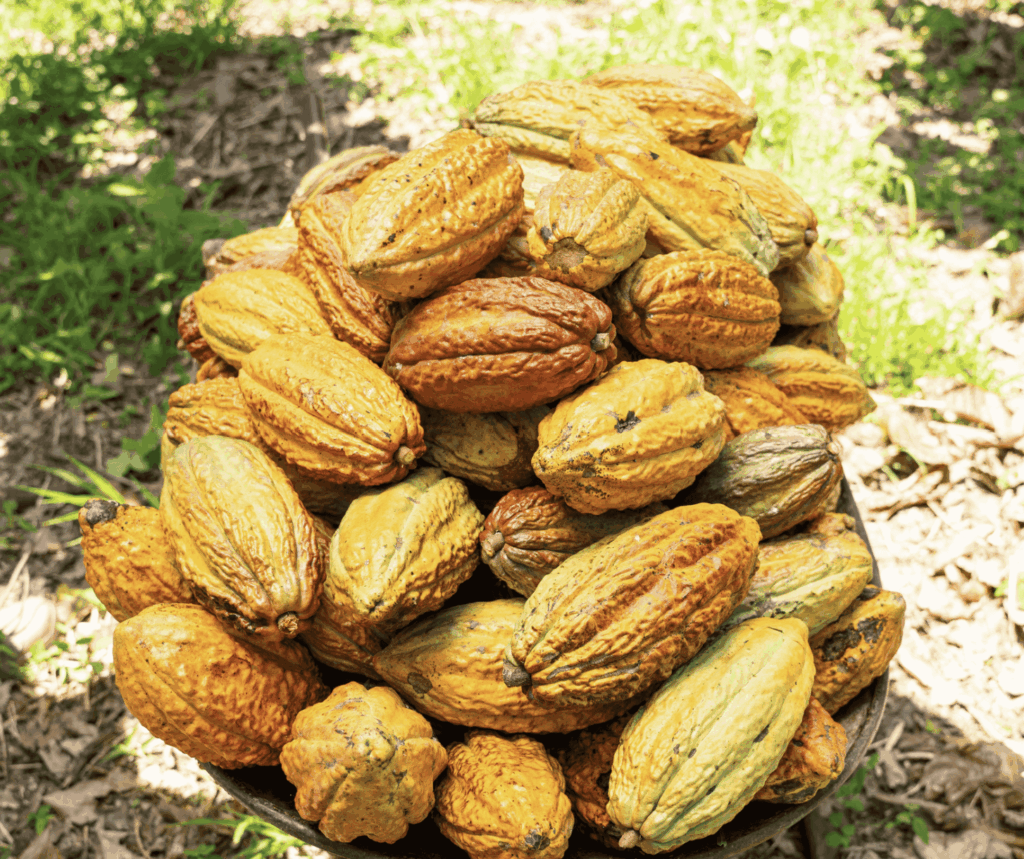 Cacao 2 (1)