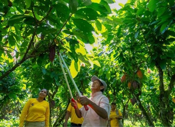 Podas cacao