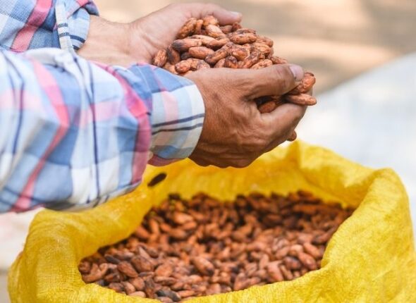 postcosecha cacao