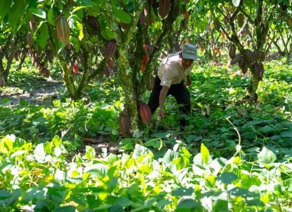 regenerando suelos cacao